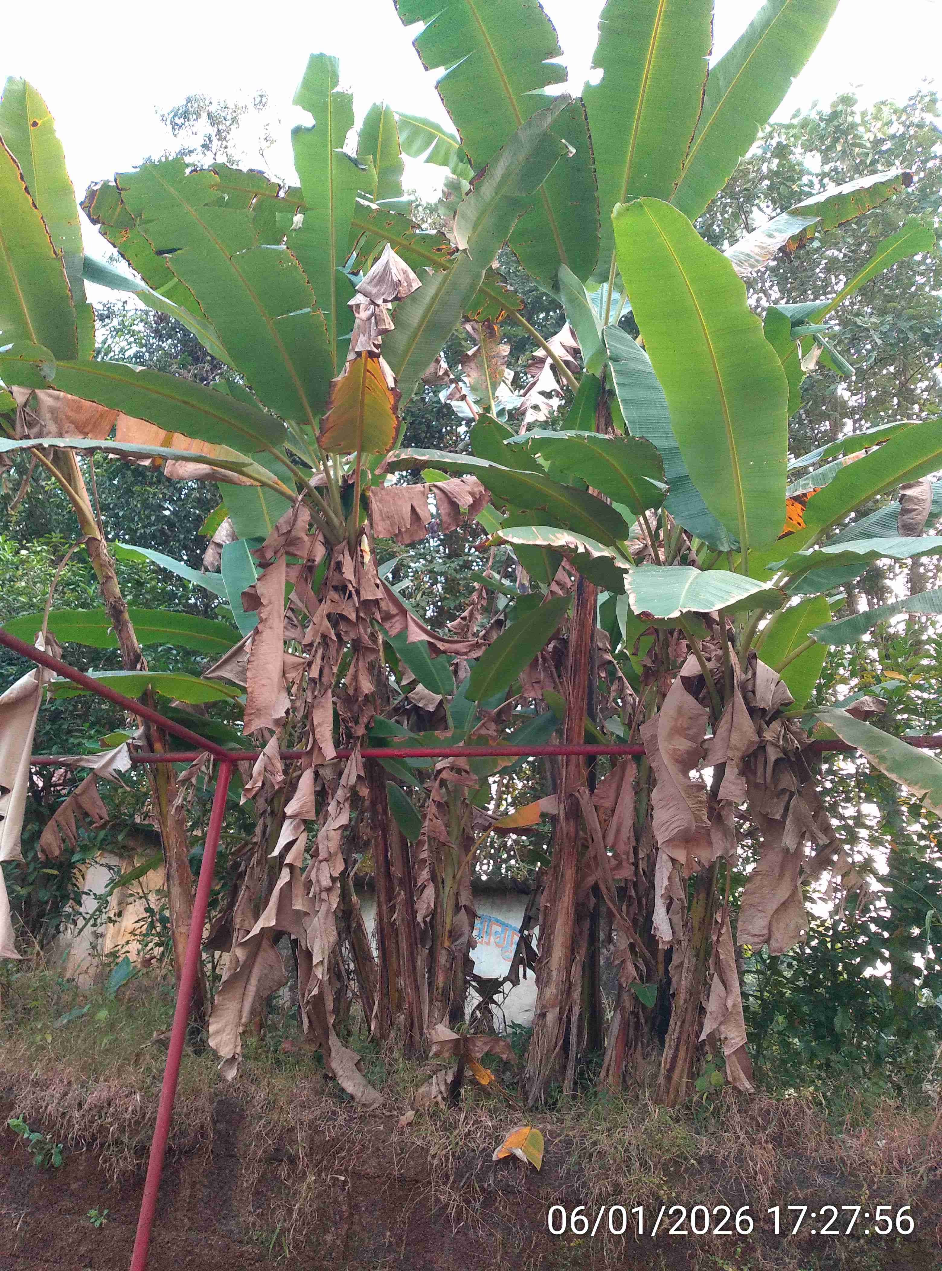 केळे